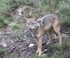 El lobo continúa expandiéndose en Castilla y León